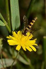 David Plant Photography - Wildlife Photography - Long Hoverfly Sphaerophoria scripta - A